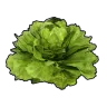Lettuce