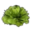 Lettuce's icon