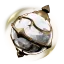 Sol Sphere's icon